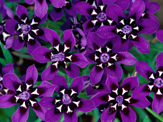 425859 (a): :1600x1200